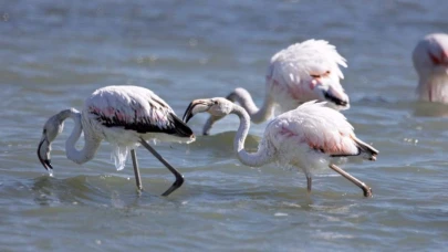 Eğirdir Gölü'nde kışlayan flamingoların vücutlarında buz sarkıtları oluştu
