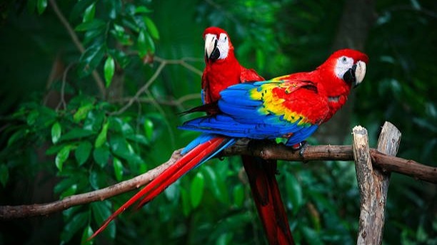 ANTALYA'da Macaw papağanı satışına 617 bin TL ceza