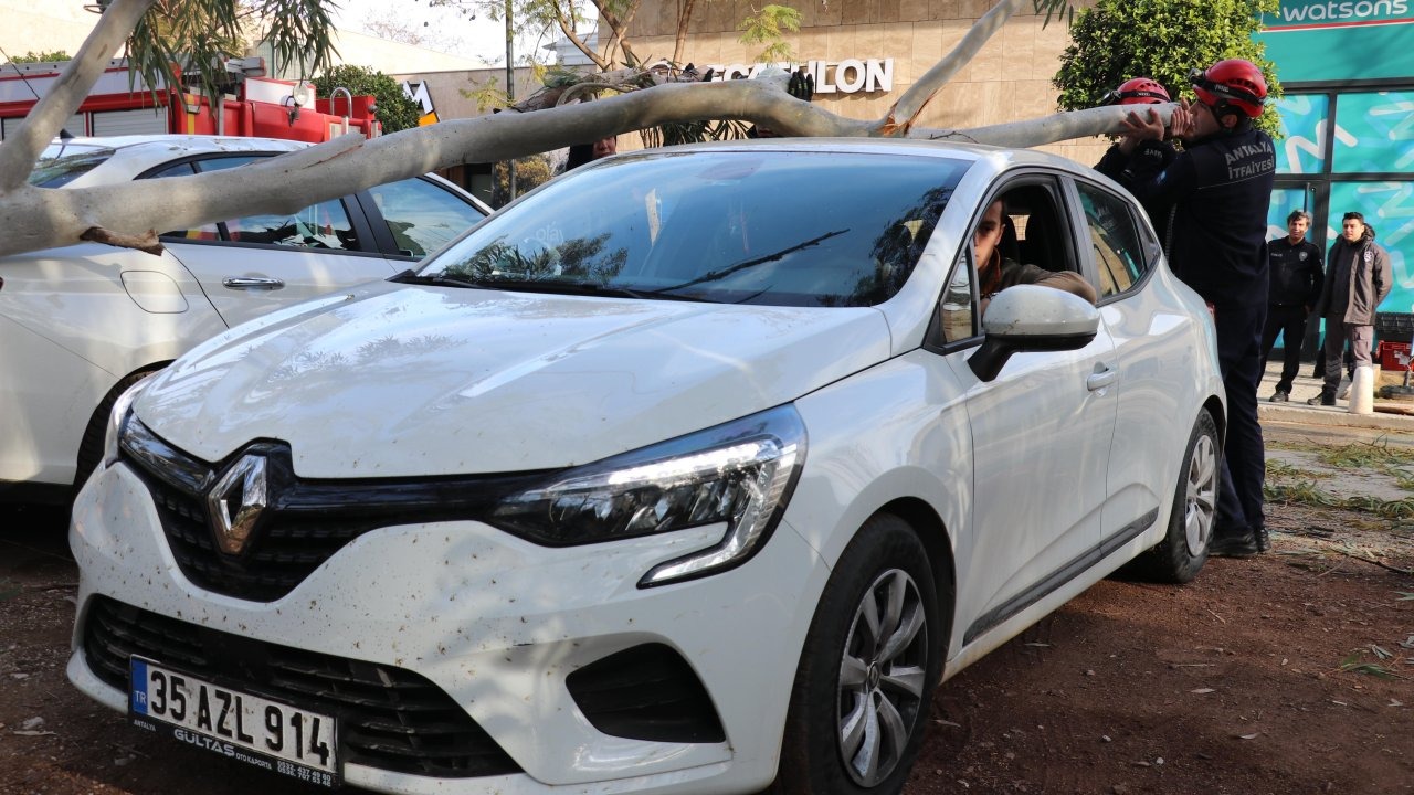 Rüzgarın devirdiği ağaç 2 otomobilin üzerine düştü
