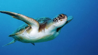Antalya Serik'te caretta carettalar balıkçıların kamerasında