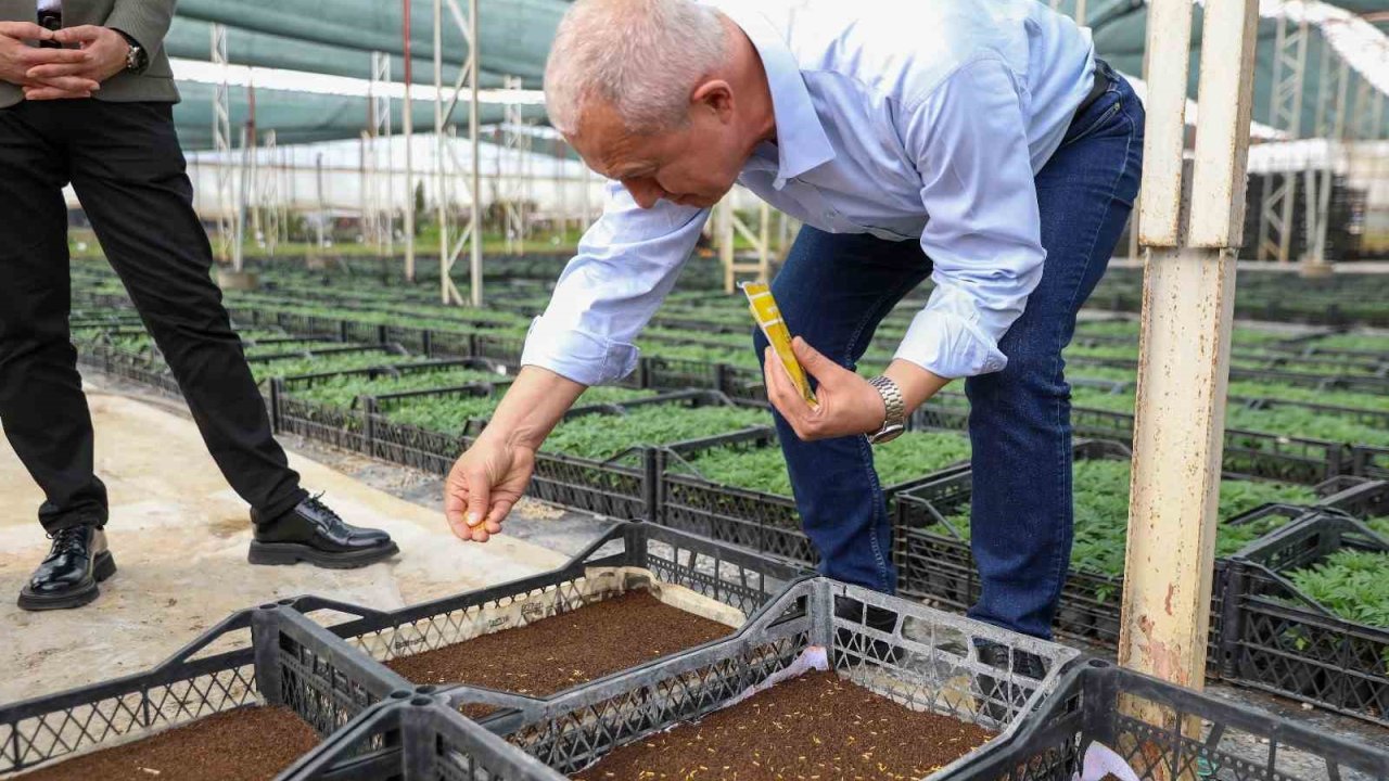 Alanya Belediyesi bitki üretiminde yüzde 50 tasarruf sağlandı