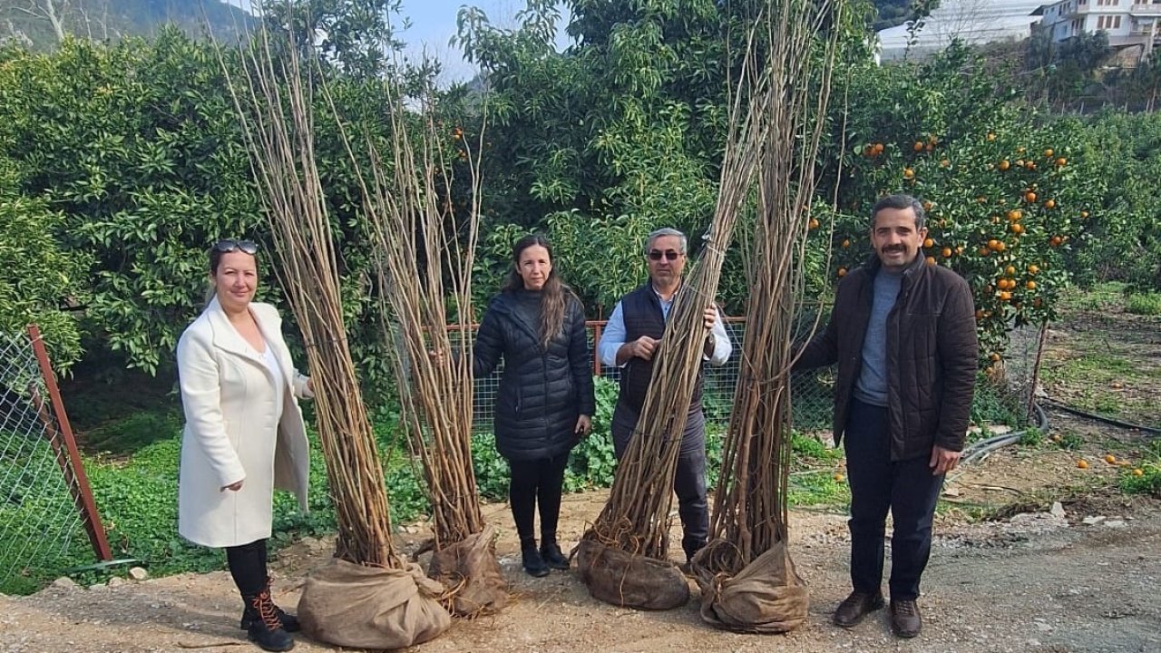 Alanya’da 7 üreticiye dut fidanı desteği