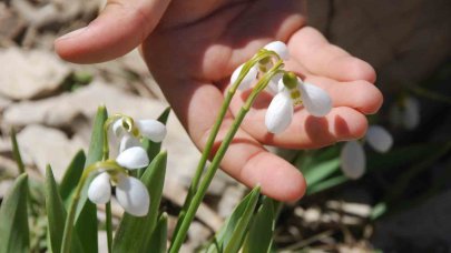 Toros Dağlarının beyaz gelinliği kardelenler yüzünü gösterdi