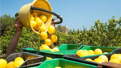 Ticaret Bakanlığı: Limon ihracatı geçici olarak durduruldu