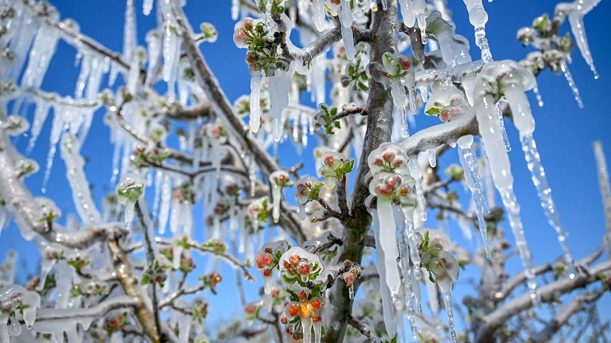 Antalya’da zirai don hasar tespiti