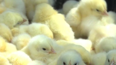 Antalya Zabıtası, Adana'dan otobüsle taşınan 300 civcive el koydu