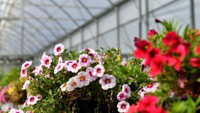 Antalya'da çiçeğin Rio Karnavalı başlıyor