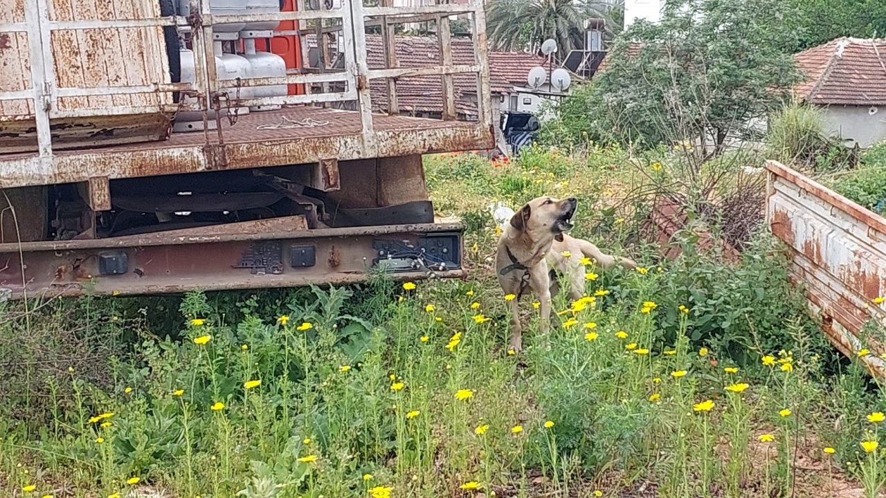 Bakımı ihmal edilen köpeğin sahibine 10 bin 385 TL para cezası