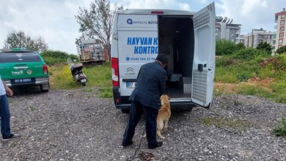 Antalya’da tüp kamyonuna zincirle bağlanıp bakımı ihmal edilen köpeğe polis sahip çıktı