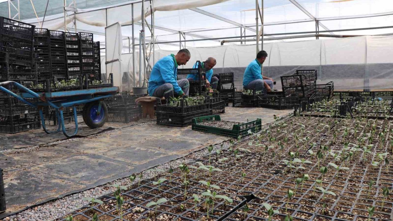 Alanya’da ücretsiz su kabağı fidesi dağıtılacak