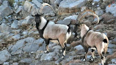 Antalya’da Yaban Keçileri Dron ve Kamera ile Görüntülendi