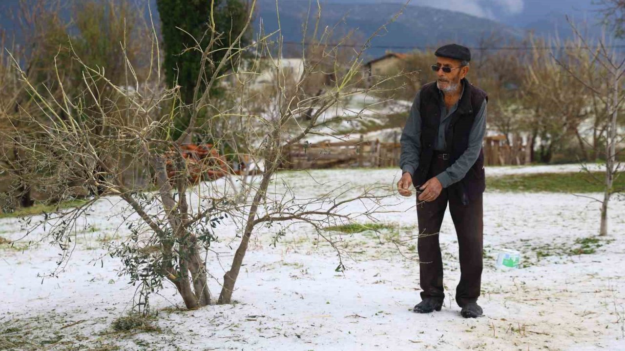 Dolu yağışının zarar verdiği sera ve zeytin bahçelerinde hasar tespit çalışması yapılıyor