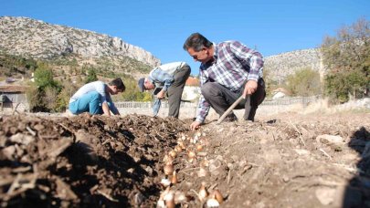 Kardelen Soğanı İhracatı için Üretim Parsellerinden Toplanacak