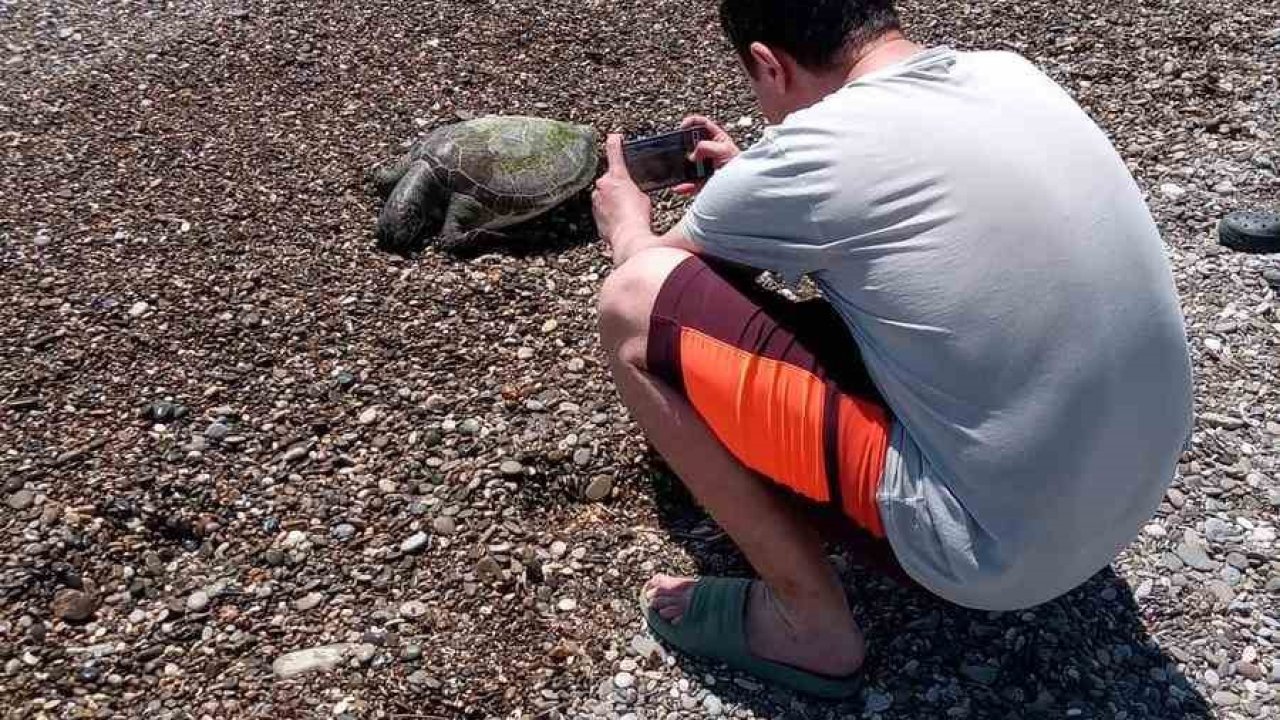 Serik’te ölü caretta caretta sahile vurdu