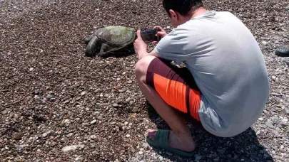 Serik’te ölü caretta caretta sahile vurdu