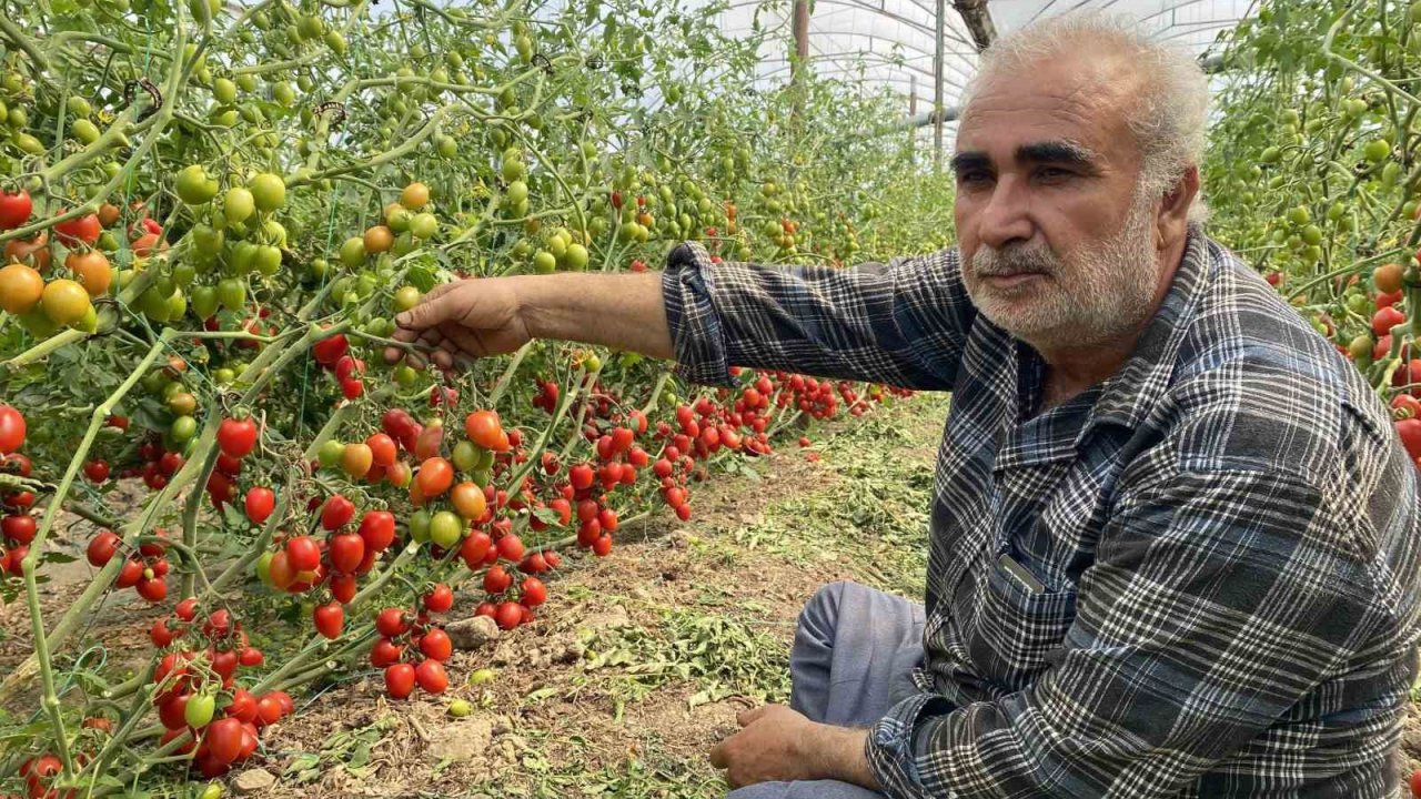 Üreticiden fiyat farkına tepki: "Domates bizden 15 TL’ye alınıyor marketlerde 70 TL’ye satılıyor. Aradaki farkı kim yiyor"