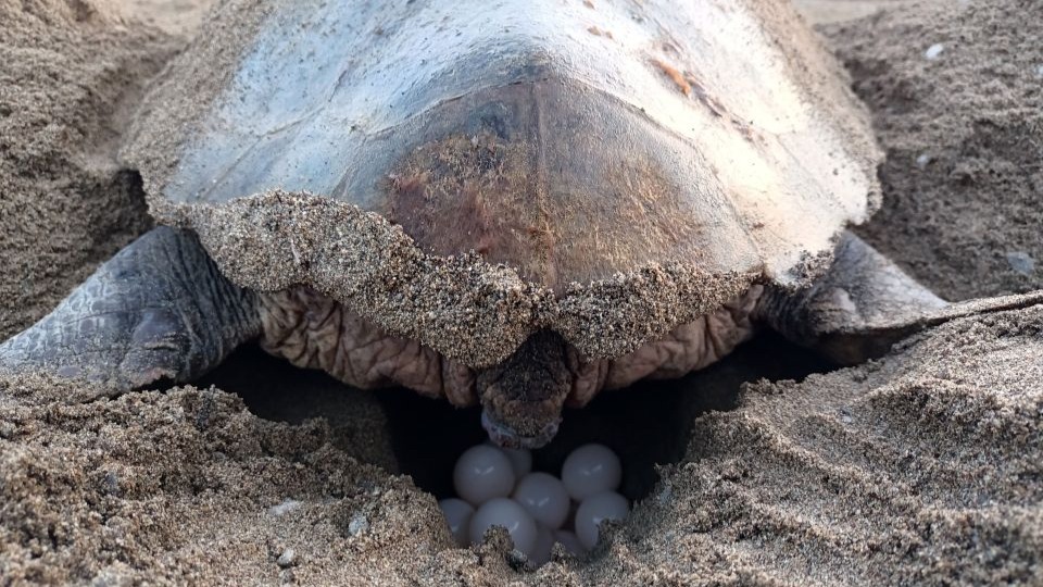 Caretta carettalardan ilk yuva