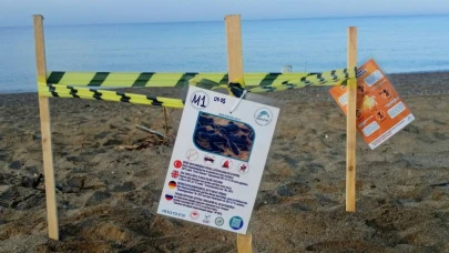 Manavgat'ta sezonun ilk deniz kaplumbağası yuvası