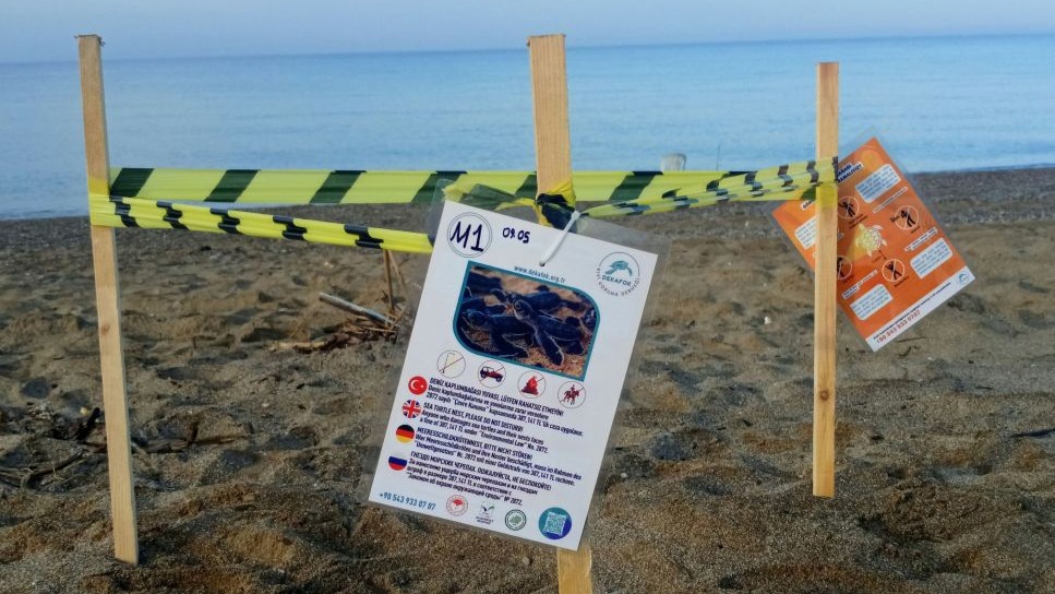Manavgat'ta sezonun ilk deniz kaplumbağası yuvası
