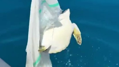 Misina ve çuvala dolanan yavru deniz kaplumbağasını balıkçılar kurtardı