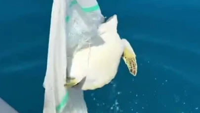 Misina ve çuvala dolanan yavru deniz kaplumbağasını balıkçılar kurtardı