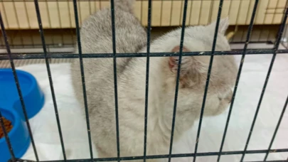 Apartman havalandırma boşluğuna düşen kedi kurtarıldı