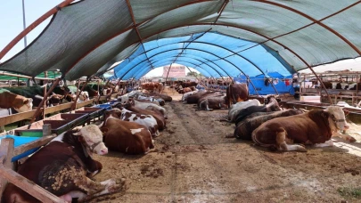 Büyükşehir kurban satış noktalarını ilaçlıyor