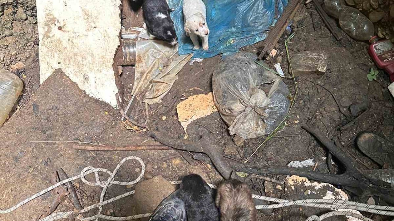 Antalya’da kuyuya düşen 7 yavru köpeği itfaiye kurtardı