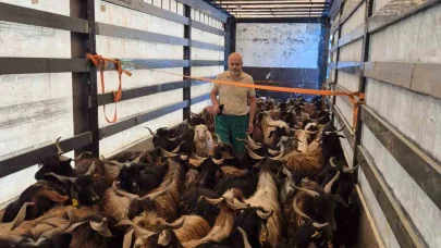 Kurbanlık denetimleri başladı