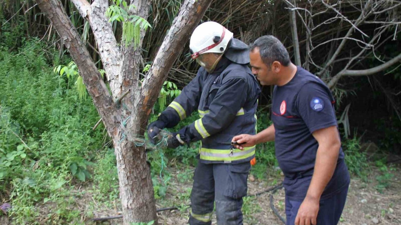 Serik’te ağlara dolanan yılanı itfaiye kurtardı