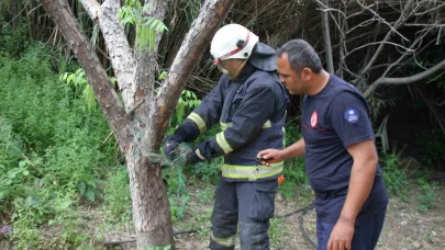 Serik’te ağlara dolanan yılanı itfaiye kurtardı