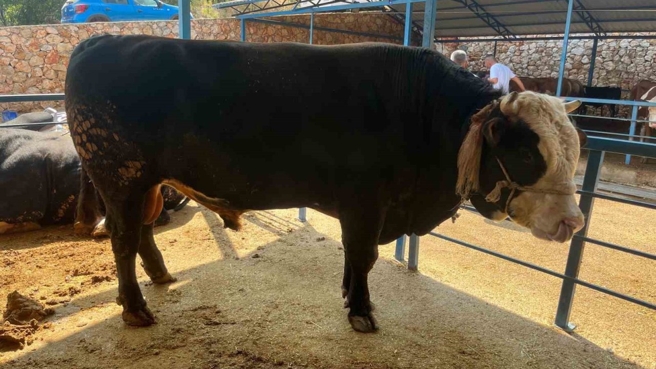 1 ton 300 kiloluk tosun 430 Bin TL’ye satıldı