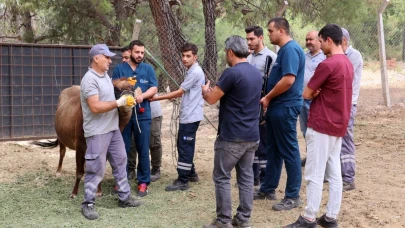 Kurban Bayramı'na özel 'hayvan yakalama ekibi' hazır
