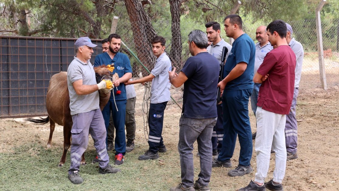 Kurban Bayramı'na özel 'hayvan yakalama ekibi' hazır