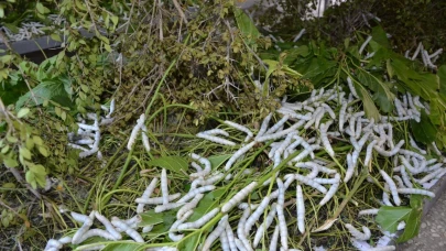 Büyükşehir’den 51 üreticiye 1250 ipek böceği beslenme tablası