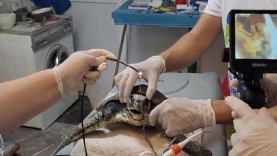 Muğla'da yaralı caretta caretta bulundu