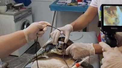 Muğla'da yaralı caretta caretta bulundu