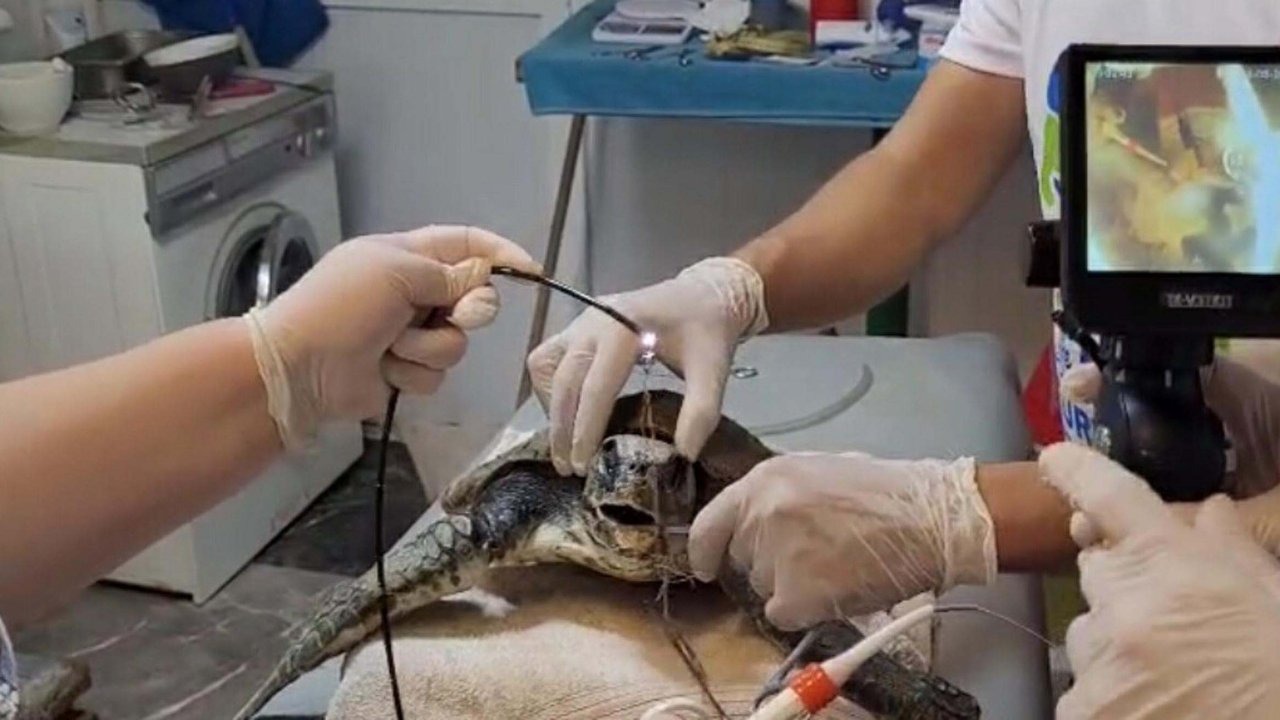 Muğla'da yaralı caretta caretta bulundu