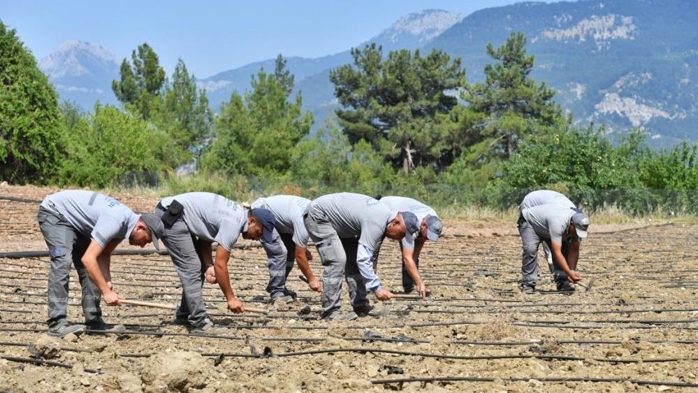 Çandır fasulyesi toprakla buluştu