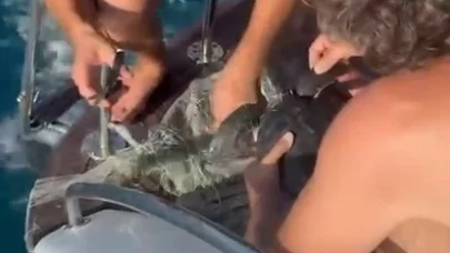 Alanya’da plastik çuvala dolanan yavru caretta caretta balıkçılar tarafından kurtarıldı