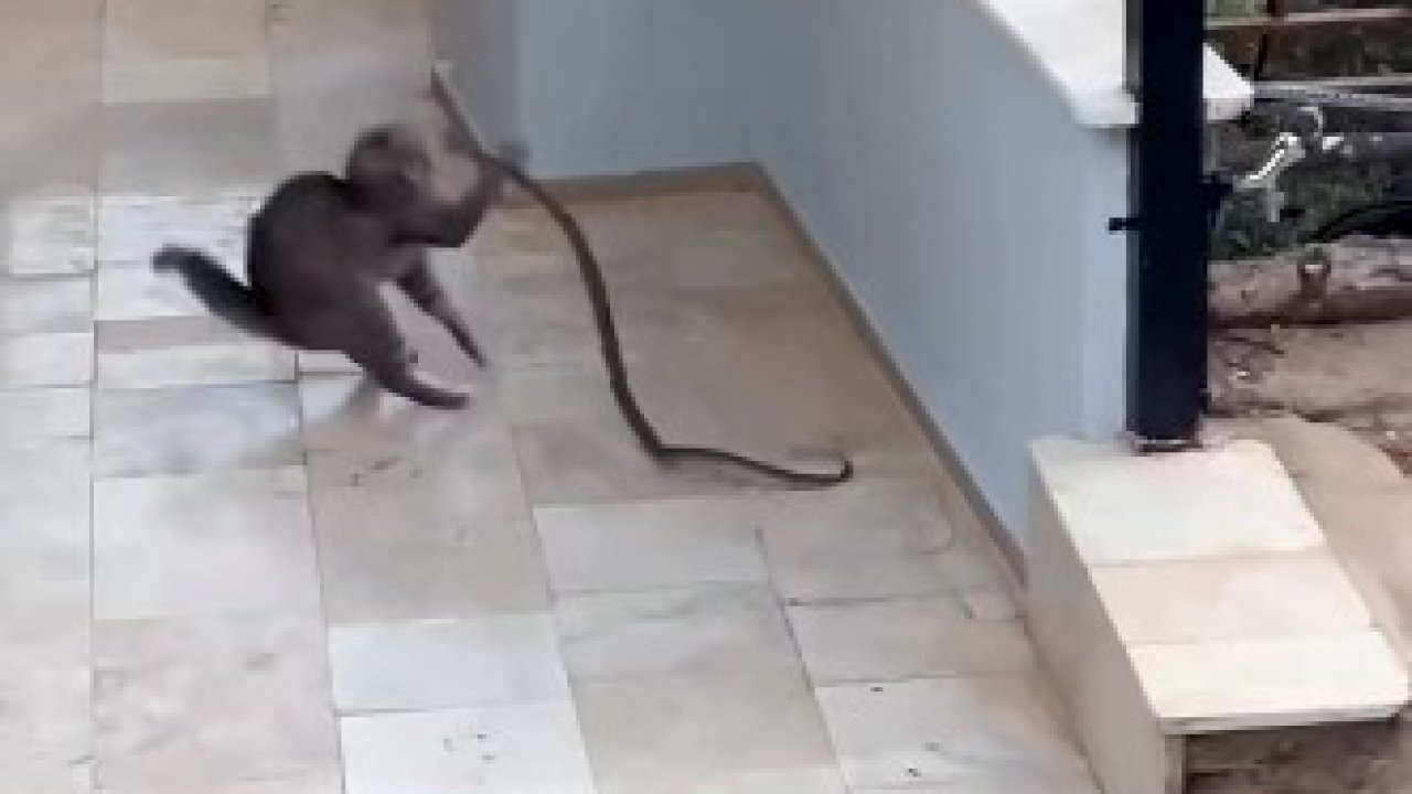 Alanya’da yılana kafa tutan kedi