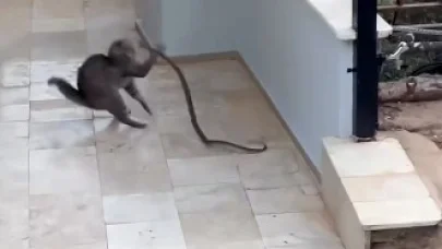 Alanya’da yılana kafa tutan kedi