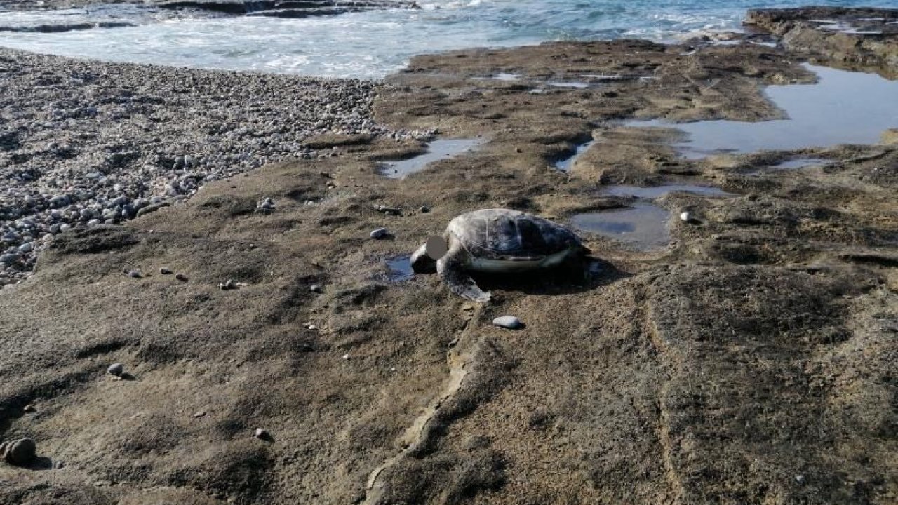 Gazipaşa’da caretta başı kesilmiş halde bulundu