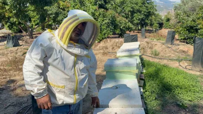 Kovanlarına ayı saldıran arıcı: "Bal falan kalmamış"