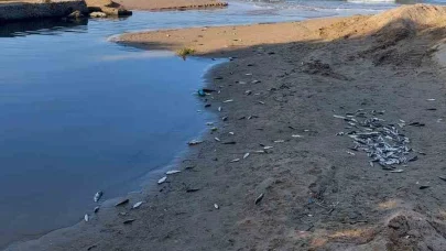 Manavgat’ta balık ölümleri alarm verdi, kimyasal kirlilik inceleniyor