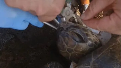 Misina yutan caretta ekiplerin müdahalesiyle hayata döndü