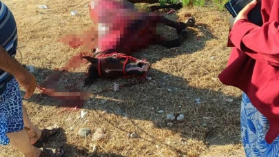 Sahildeki başıboş at yola çıkınca otomobil çarptı: 3 yaralı