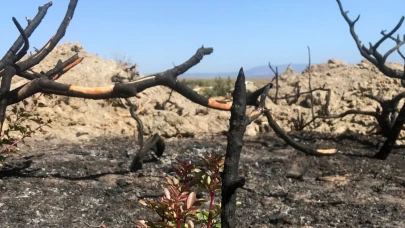 'Yanan yerlere badem, zeytin, ceviz dikme fikri, bilimsel gerçeklikten uzak'