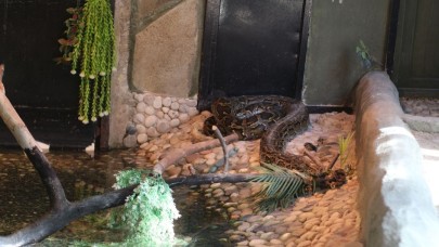 Yılan derisine ilginç talep