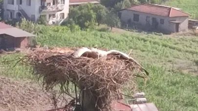 Ayağı kırılan leylek için seferber oldular
